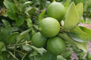 Productores_de_limon_deben_ingresar_solicitud_de_apoyo_a_Ventanillas_SEDER_IMG_1365