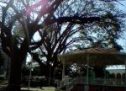 Por representar un peligro, retiran árbol del parque “Benito Juárez”