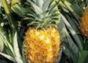 Loma  y Tuxtepec, hacen que Oaxaca sea segundo lugar nacional en producción de piña