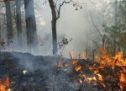 Atiende Coesfo incendios forestales en la entidad