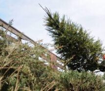 Gobierno Municipal de Tuxtepec reciclará árboles de navidad 